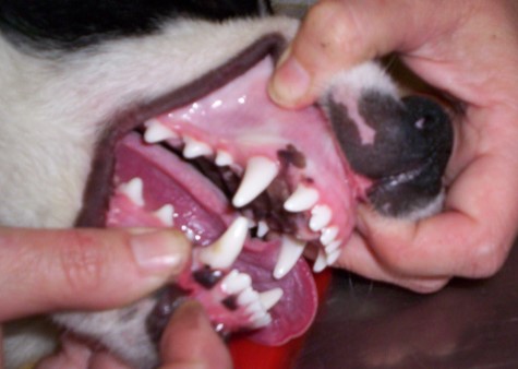 permanent canine teeth in dogs