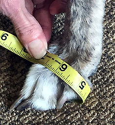 Thera-Paw Boot Measuring